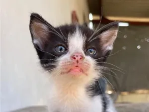 Gato raça SRD-ViraLata idade 2 a 6 meses nome Peludinho