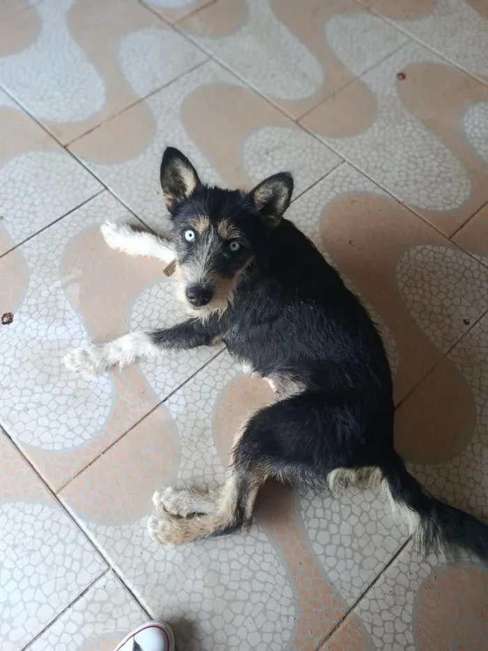 Cachorro raça SRD-ViraLata idade 2 anos nome Chanel 