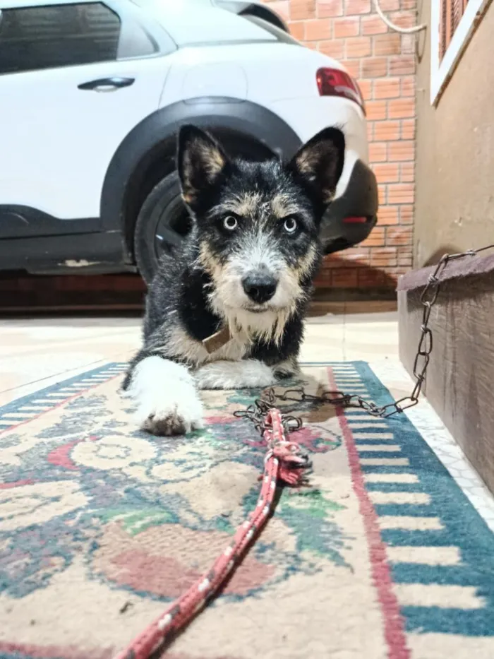 Cachorro raça SRD-ViraLata idade 2 anos nome Chanel 
