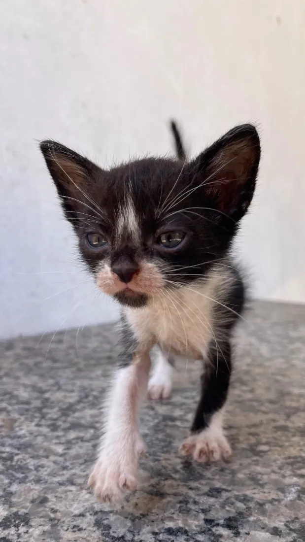 Gato raça SRD-ViraLata idade 2 a 6 meses nome Frajola