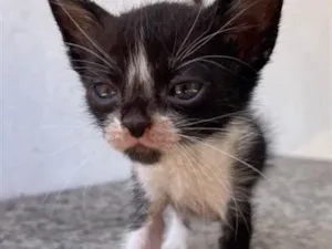 Gato raça SRD-ViraLata idade 2 a 6 meses nome Frajola