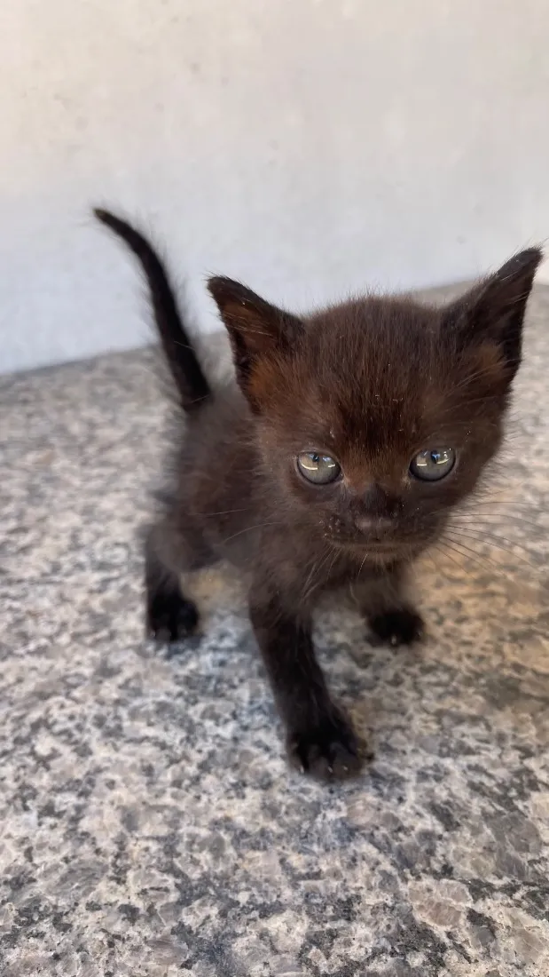 Gato raça SRD-ViraLata idade 2 a 6 meses nome Luna