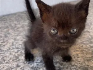 Gato raça SRD-ViraLata idade 2 a 6 meses nome Luna