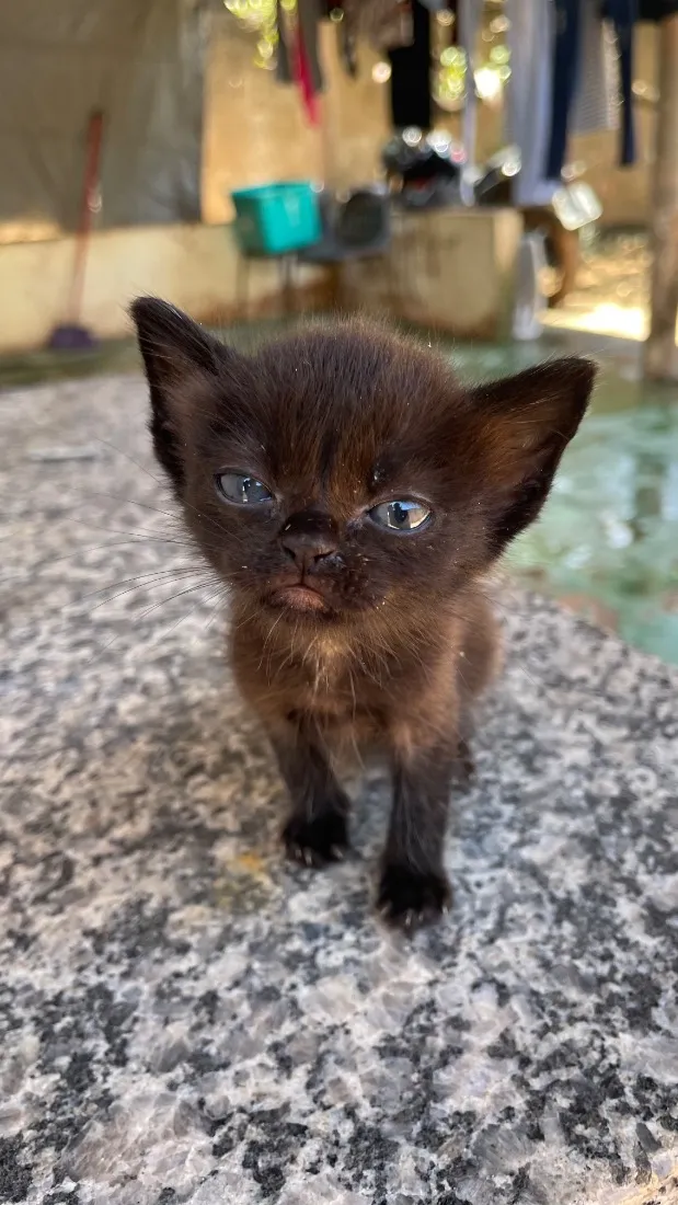 Gato raça SRD-ViraLata idade 2 a 6 meses nome Princesa