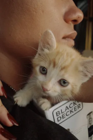 Gato raça SRD-ViraLata idade 2 a 6 meses nome Caronte 