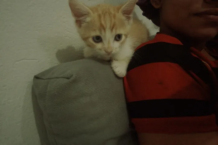 Gato raça SRD-ViraLata idade 2 a 6 meses nome Caronte 