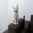 Branquelo