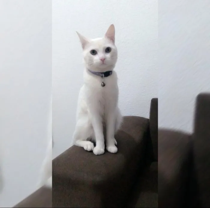 Gato raça SRD-ViraLata idade 5 anos nome Branquelo