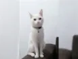 Branquelo