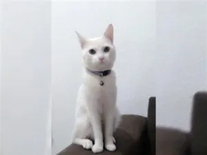 Gato raça SRD-ViraLata idade 5 anos nome Branquelo