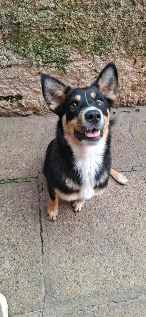 Cachorro raça SRD-ViraLata idade 7 a 11 meses nome Alice