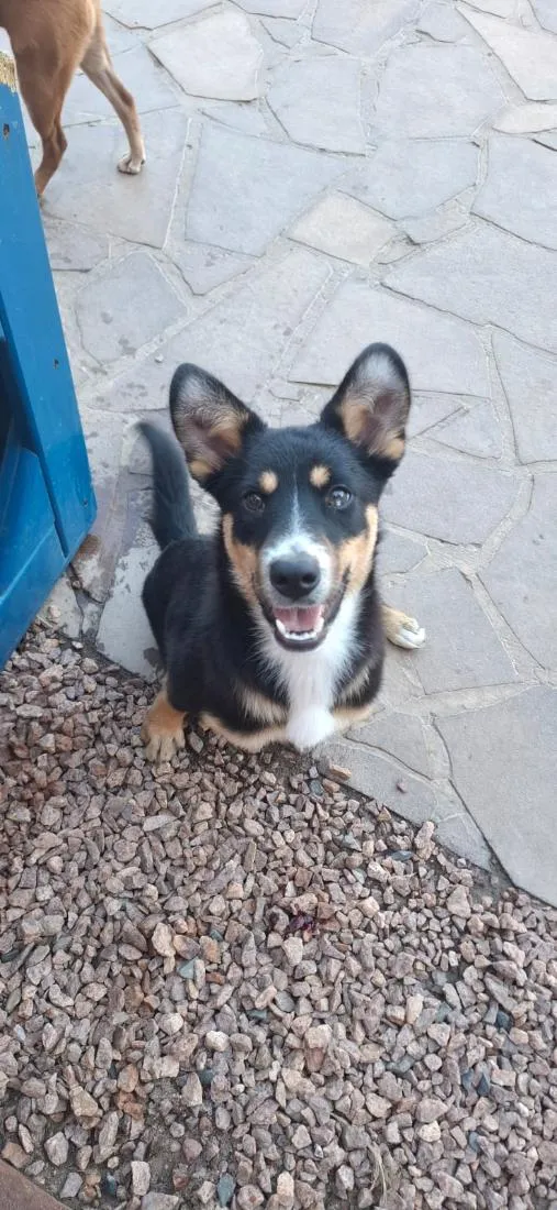 Cachorro raça SRD-ViraLata idade 7 a 11 meses nome Alice