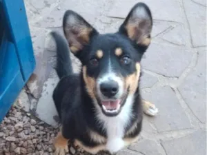 Cachorro raça SRD-ViraLata idade 7 a 11 meses nome Alice