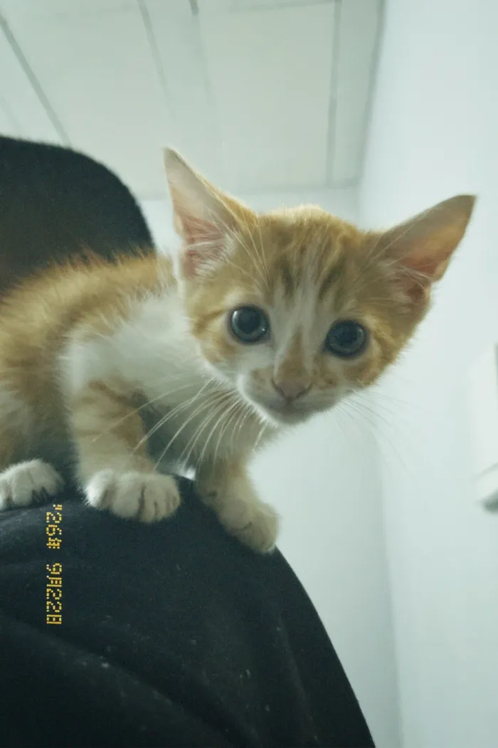 Gato raça SRD-ViraLata idade 2 a 6 meses nome Caronte 