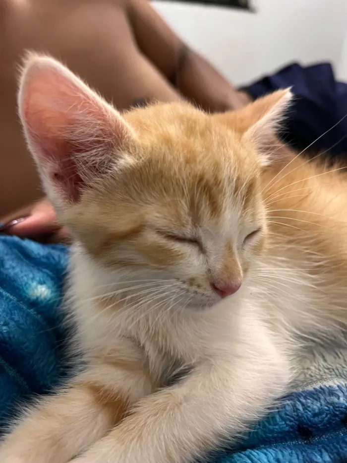 Gato raça SRD-ViraLata idade 2 a 6 meses nome Caronte 