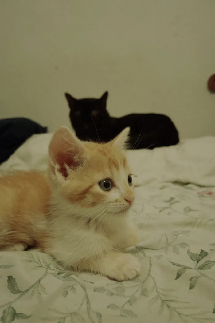 Gato raça SRD-ViraLata idade 2 a 6 meses nome Caronte 
