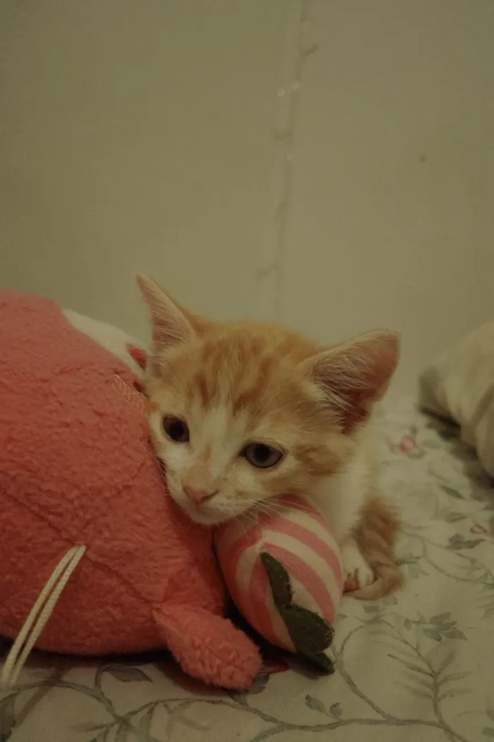 Gato raça SRD-ViraLata idade 2 a 6 meses nome Caronte 