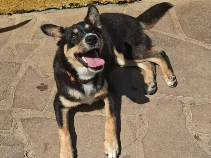 Cachorro raça SRD-ViraLata idade 7 a 11 meses nome Alice
