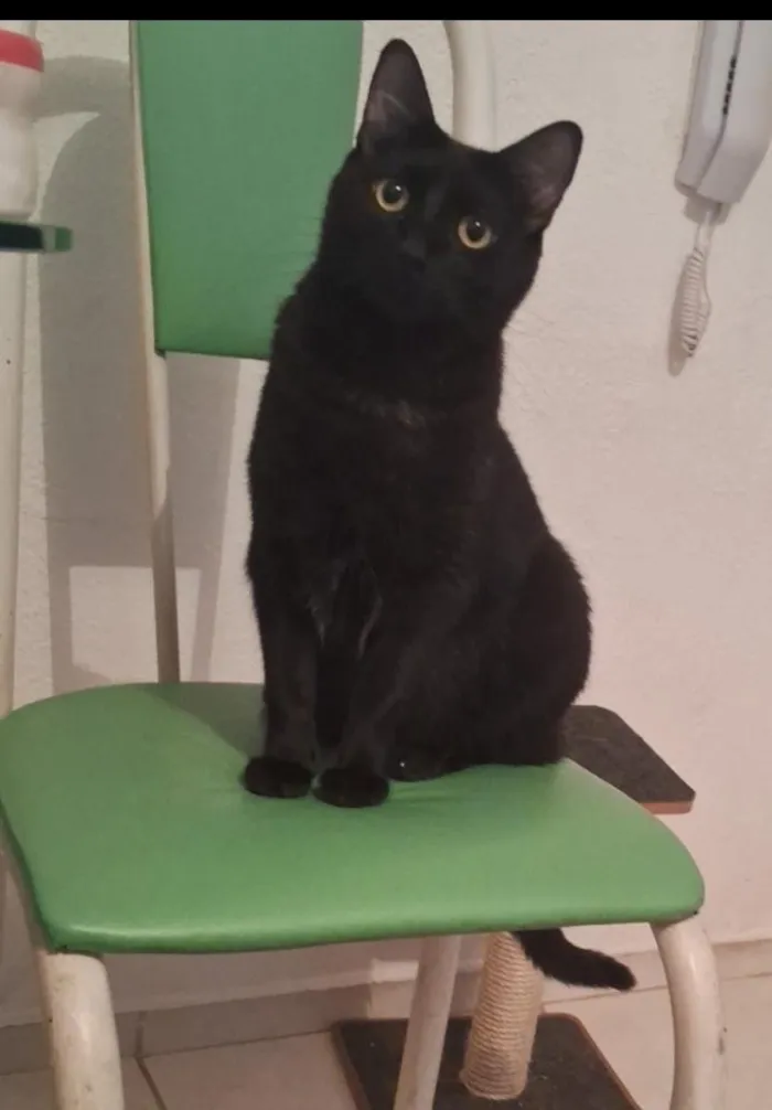 Gato raça SRD-ViraLata idade 3 anos nome Café