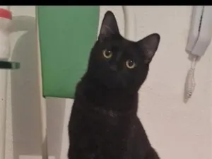 Gato raça SRD-ViraLata idade 3 anos nome Café