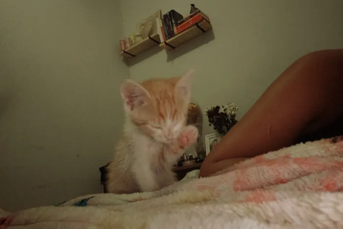 Gato raça SRD-ViraLata idade 2 a 6 meses nome Caronte 