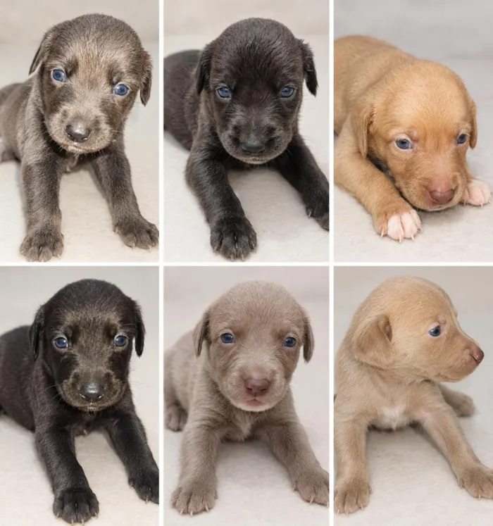 Cachorro raça SRD-ViraLata idade 2 a 6 meses nome ainda não tem nomes
