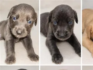 Cachorro raça SRD-ViraLata idade 2 a 6 meses nome ainda não tem nomes