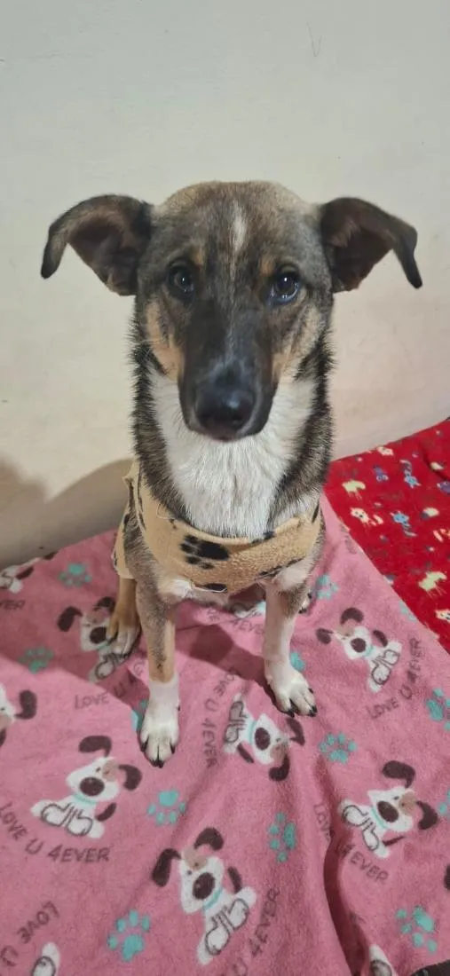 Cachorro raça SRD-ViraLata idade 1 ano nome Caju