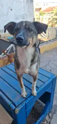 Caju