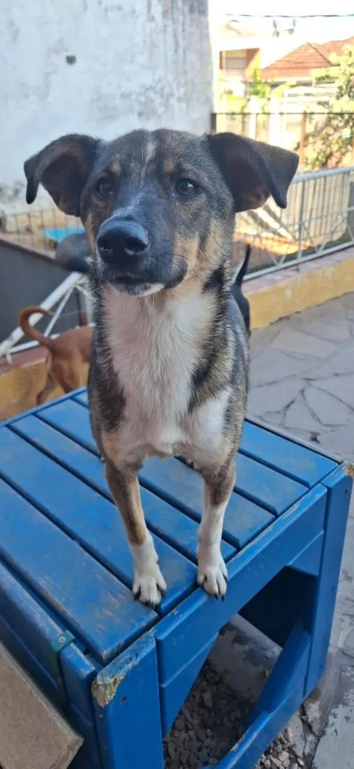 Cachorro raça SRD-ViraLata idade 1 ano nome Caju