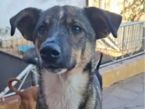 Cachorro raça SRD-ViraLata idade 1 ano nome Caju