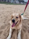 Sol - Golden Retriever
