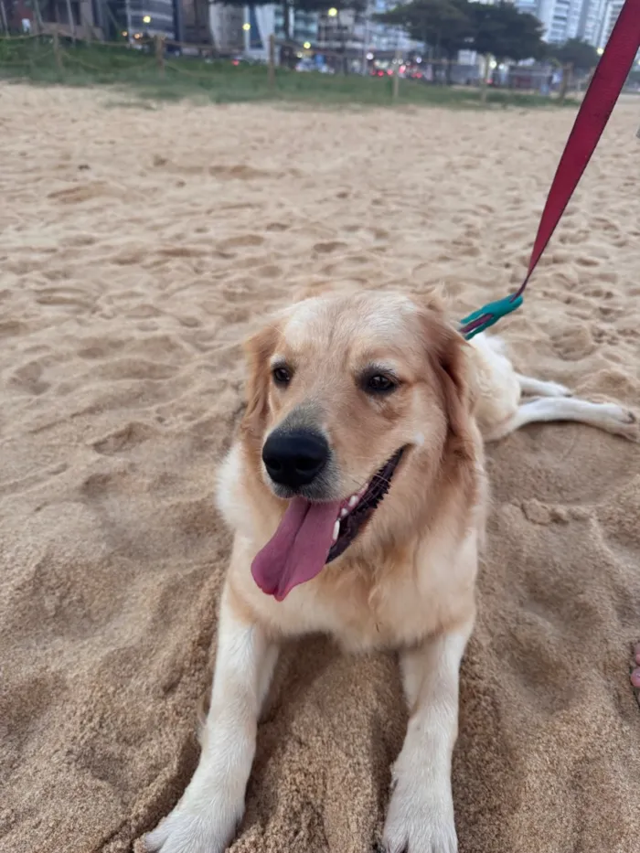 Cachorro raça Labrador idade 1 ano nome Sol - Golden Retriever