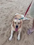 Sol - Golden Retriever