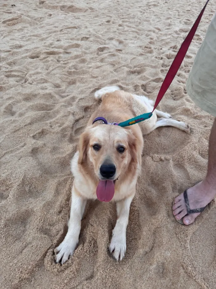 Cachorro raça Labrador idade 1 ano nome Sol - Golden Retriever