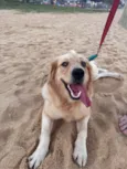 Sol - Golden Retriever