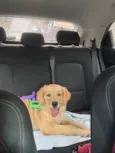 Sol - Golden Retriever