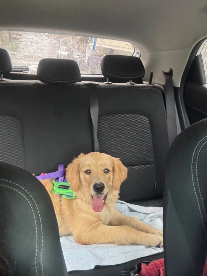Cachorro raça Labrador idade 1 ano nome Sol - Golden Retriever