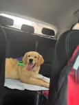 Sol - Golden Retriever