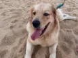 Sol - Golden Retriever