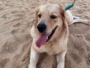 Cachorro raça Labrador idade 1 ano nome Sol - Golden Retriever