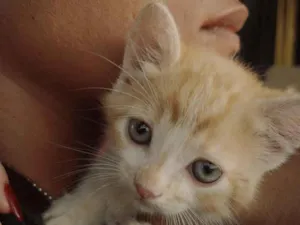 Gato raça SRD-ViraLata idade 2 a 6 meses nome Caronte 