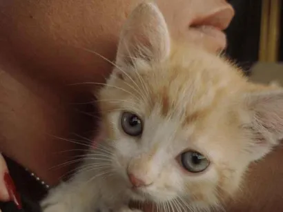 Gato raça SRD-ViraLata idade 2 a 6 meses nome Caronte 