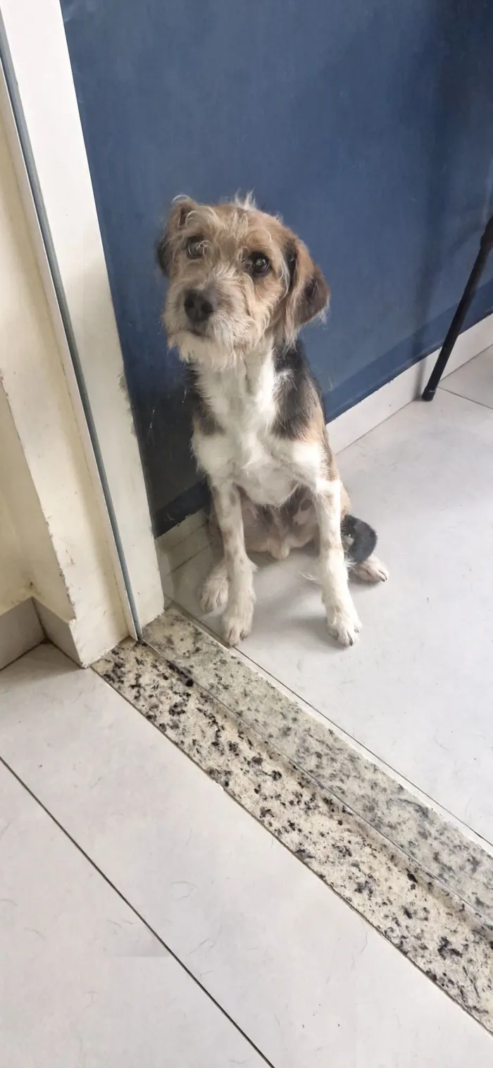 Cachorro raça SRD-ViraLata idade  nome Lubi