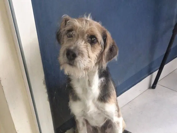 Cachorro raça SRD-ViraLata idade  nome Lubi