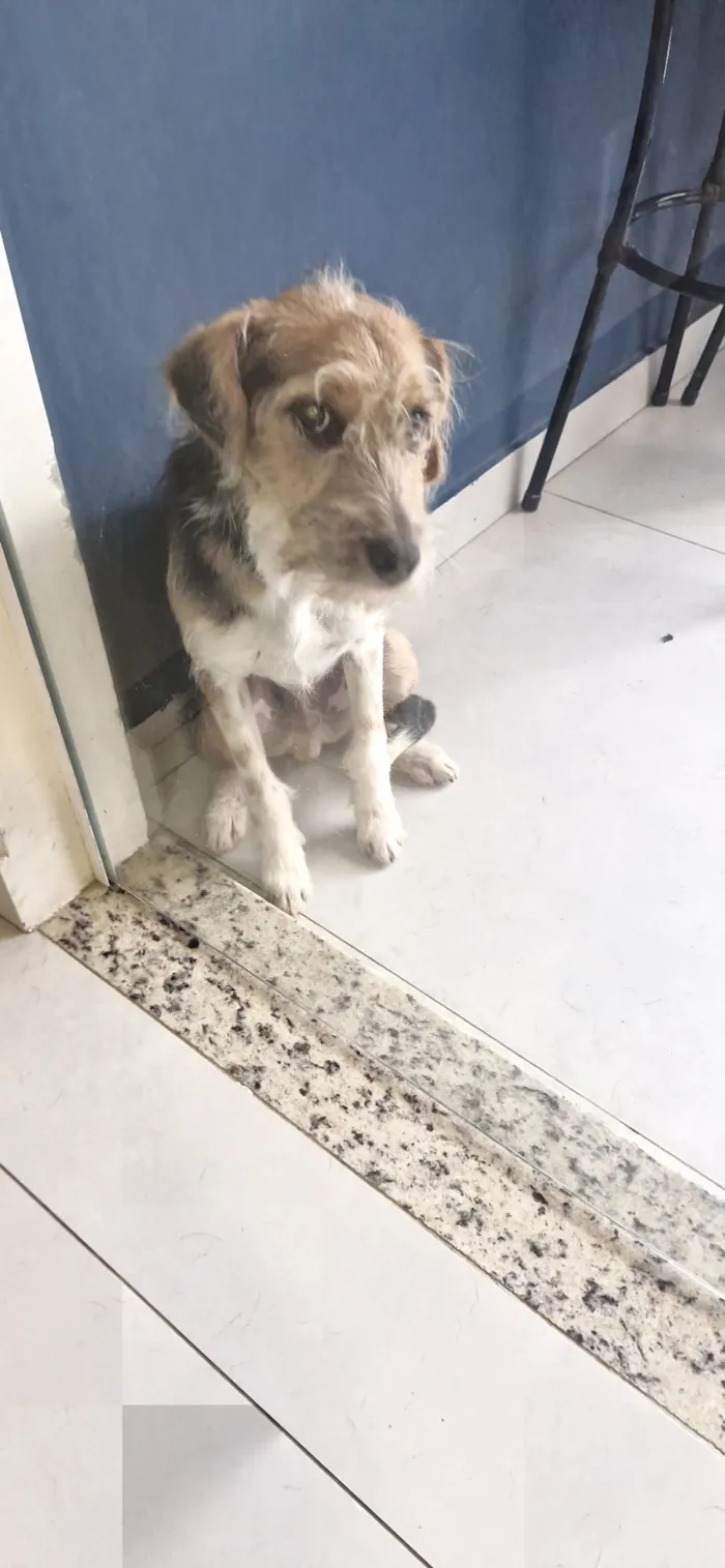 Cachorro raça SRD-ViraLata idade  nome Lubi
