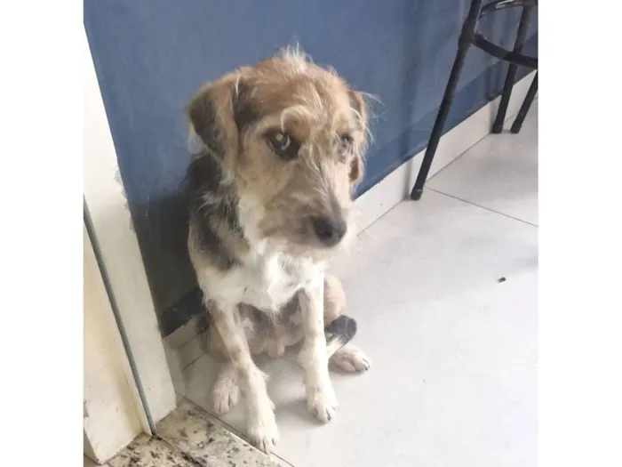 Cachorro raça SRD-ViraLata idade  nome Lubi