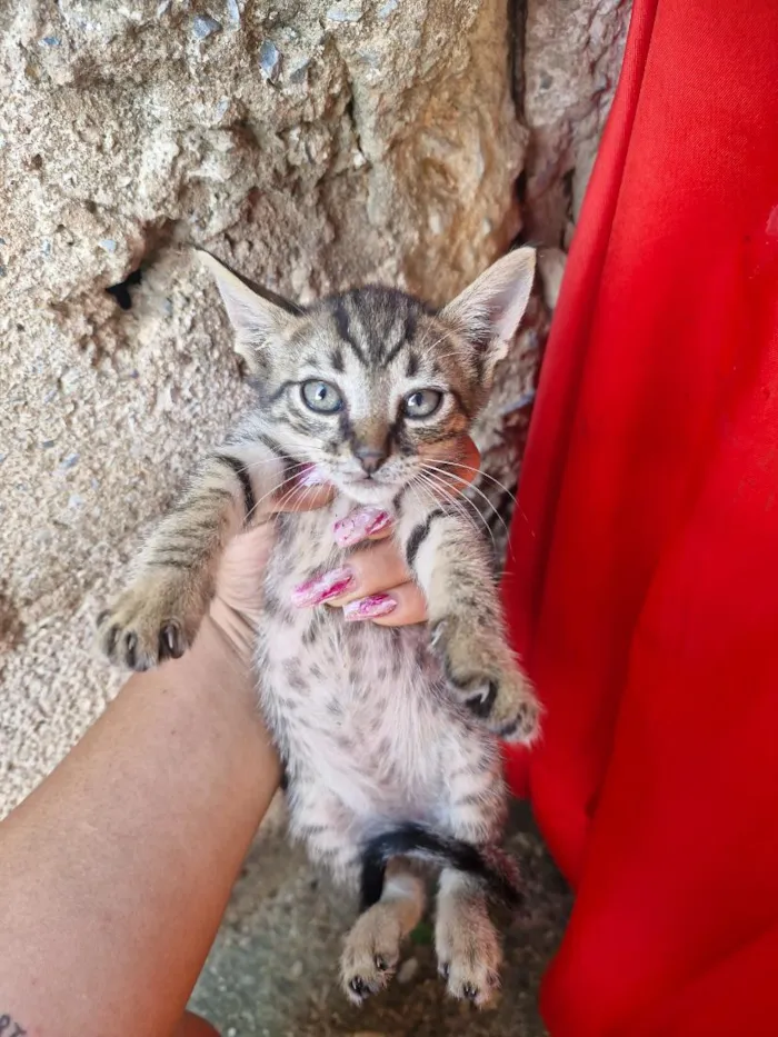 Gato raça SRD-ViraLata idade 2 a 6 meses nome A colocar 