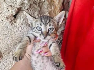 Gato raça SRD-ViraLata idade 2 a 6 meses nome A colocar 