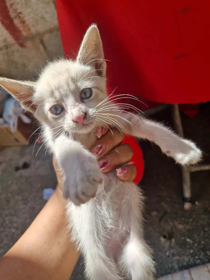 Gato raça SRD-ViraLata idade 2 a 6 meses nome A colocar 